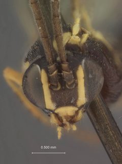 Diplazon cascadensis by the Smithsonian. Used under a CC0 license.