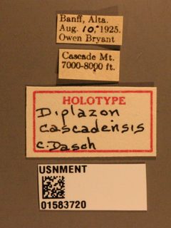 Diplazon cascadensis by the Smithsonian. Used under a CC0 license.