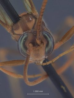 Dusona ferruginea by the Smithsonian. Used under a CC0 license.