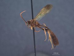 Dusona ferruginea by the Smithsonian. Used under a CC0 license.