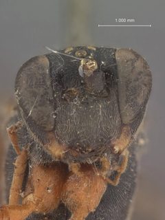 Echthrus abdominalis dimidiatus by the Smithsonian. Used under a CC0 license.