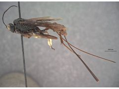 Echthrus abdominalis infuscus by the Smithsonian. Used under a CC0 license.