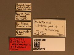 Echthrus abdominalis infuscus by the Smithsonian. Used under a CC0 license.