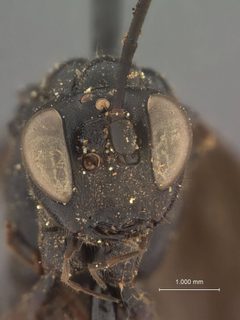 Echthrus abdominalis infuscus by the Smithsonian. Used under a CC0 license.