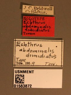 Echthrus abdominalis dimidiatus by the Smithsonian. Used under a CC0 license.