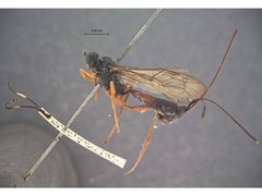 Echthrus abdominalis dimidiatus by the Smithsonian. Used under a CC0 license.