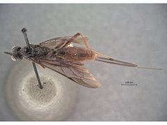 Echthrus abdominalis infuscus by the Smithsonian. Used under a CC0 license.