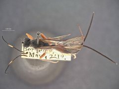 Echthrus abdominalis dimidiatus by the Smithsonian. Used under a CC0 license.