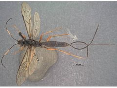Echthrus adillae nigriventris by the Smithsonian. Used under a CC0 license.