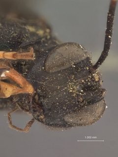 Echthrus adillae semiruber by the Smithsonian. Used under a CC0 license.