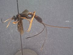 Echthrus adillae brunneus by the Smithsonian. Used under a CC0 license.