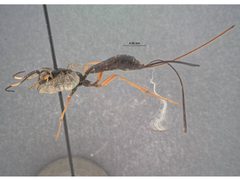 Echthrus adillae nigriventris by the Smithsonian. Used under a CC0 license.