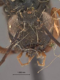 Echthrus adillae nigriventris by the Smithsonian. Used under a CC0 license.