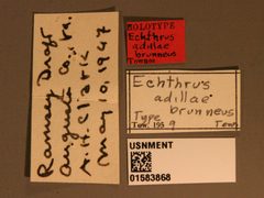 Echthrus adillae brunneus by the Smithsonian. Used under a CC0 license.