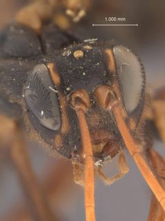 Echthrus adillae brunneus by the Smithsonian. Used under a CC0 license.