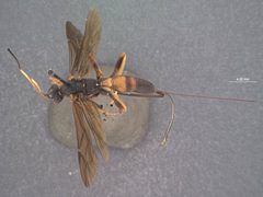 Echthrus adillae brunneus by the Smithsonian. Used under a CC0 license.