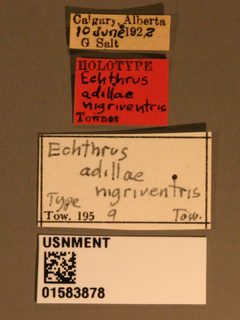 Echthrus adillae nigriventris by the Smithsonian. Used under a CC0 license.