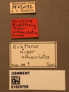 Echthrus niger emaculatus by the Smithsonian. Used under a CC0 license.