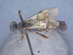 Echthrus niger emaculatus by the Smithsonian. Used under a CC0 license.