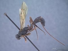 Echthrus niger emaculatus by the Smithsonian. Used under a CC0 license.
