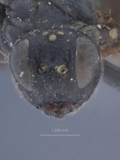 Echthrus niger emaculatus by the Smithsonian. Used under a CC0 license.