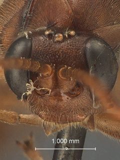 Ectopimorpha luperinae by the Smithsonian. Used under a CC0 license.