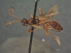 Ectopimorpha luperinae by the Smithsonian. Used under a CC0 license.