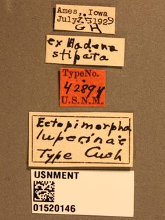 Ectopimorpha luperinae by the Smithsonian. Used under a CC0 license.