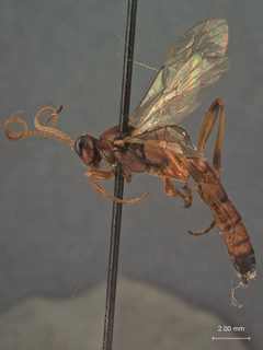 Ectopimorpha luperinae by the Smithsonian. Used under a CC0 license.