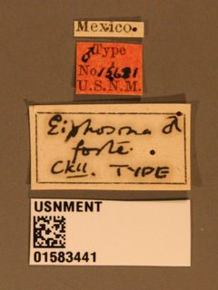Eiphosoma forte by the Smithsonian. Used under a CC0 license.