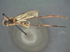 Eiphosoma forte by the Smithsonian. Used under a CC0 license.