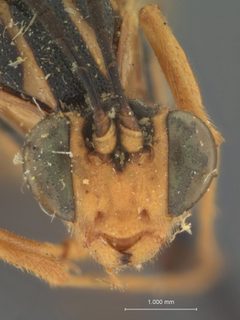 Eiphosoma forte by the Smithsonian. Used under a CC0 license.
