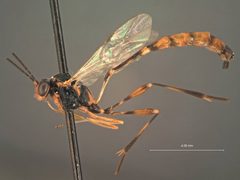 Eiphosoma pyralidis by the Smithsonian. Used under a CC0 license.