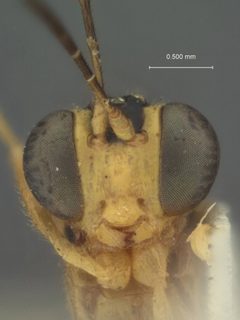 Eiphosoma schwarzi by the Smithsonian. Used under a CC0 license.