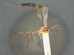 Eiphosoma schwarzi by the Smithsonian. Used under a CC0 license.