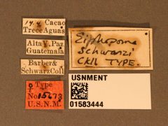 Eiphosoma schwarzi by the Smithsonian. Used under a CC0 license.