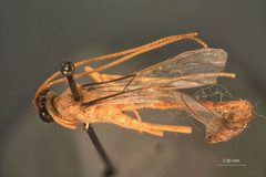 Enicospilus ashbyi by the Smithsonian. Used under a CC0 license.