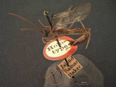Enicospilus aylax by the Smithsonian. Used under a CC0 license.