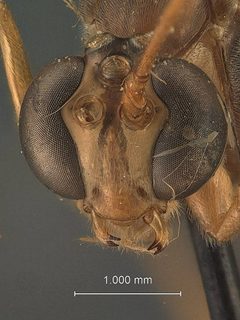 Enicospilus bakerielli by the Smithsonian. Used under a CC0 license.