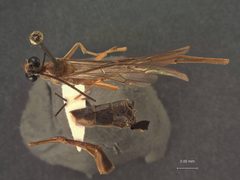 Enicospilus duckworthi by the Smithsonian. Used under a CC0 license.