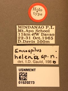 Enicospilus helena by the Smithsonian. Used under a CC0 license.