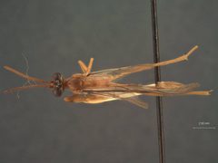 Enicospilus nitetus by the Smithsonian. Used under a CC0 license.