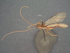 Enicospilus thetis by the Smithsonian. Used under a CC0 license.