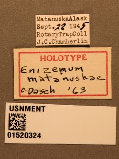 Enizemum matanuskae by the Smithsonian. Used under a CC0 license.