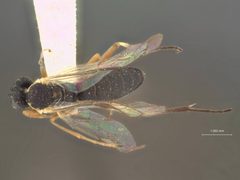 Enizemum scorteum by the Smithsonian. Used under a CC0 license.