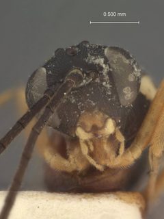 Enizemum scorteum by the Smithsonian. Used under a CC0 license.