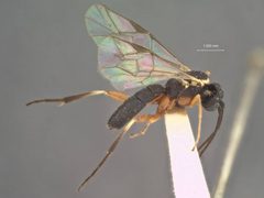 Enizemum scorteum by the Smithsonian. Used under a CC0 license.