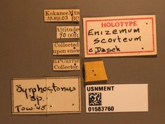 Enizemum scorteum by the Smithsonian. Used under a CC0 license.