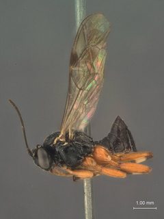 Ephialtes (Itoplectis) leavitti by the Smithsonian. Used under a CC0 license.