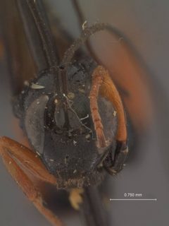 Ephialtes longigenalis by the Smithsonian. Used under a CC0 license.